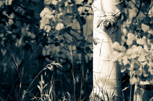 Primer plano de un hermoso árbol en un bosque