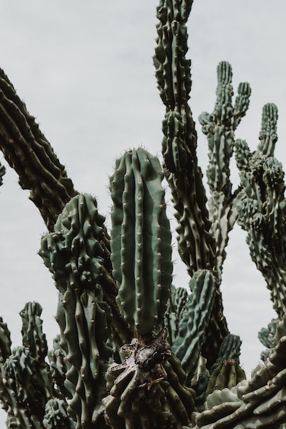 Primer plano de un hermoso árbol de cactus grande con ramas largas y puntiagudas y frutos florecientes en ellos