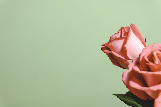 Primer plano de un hermoso arreglo floral con rosas sobre un fondo blanco con espacio de copia