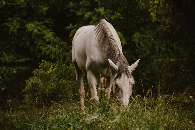 Primer plano de un hermoso caballo blanco en un campo de hierba con árboles en el