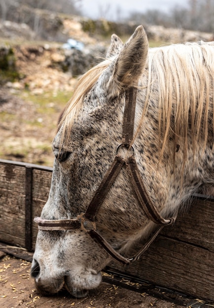 Foto gratuita primer plano hermoso caballo comiendo