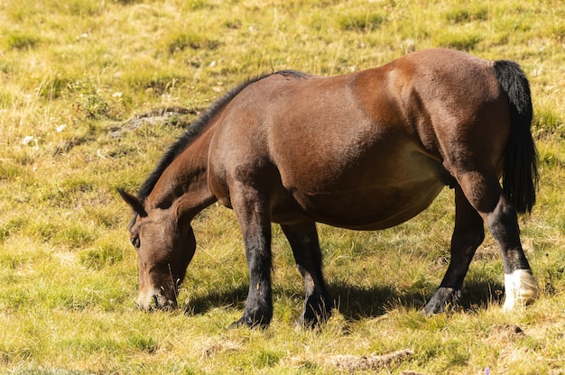 Primer plano de un hermoso caballo bajo la luz del sol