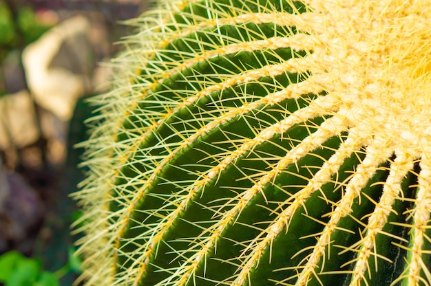 Primer plano de un hermoso cactus erizo exótico
