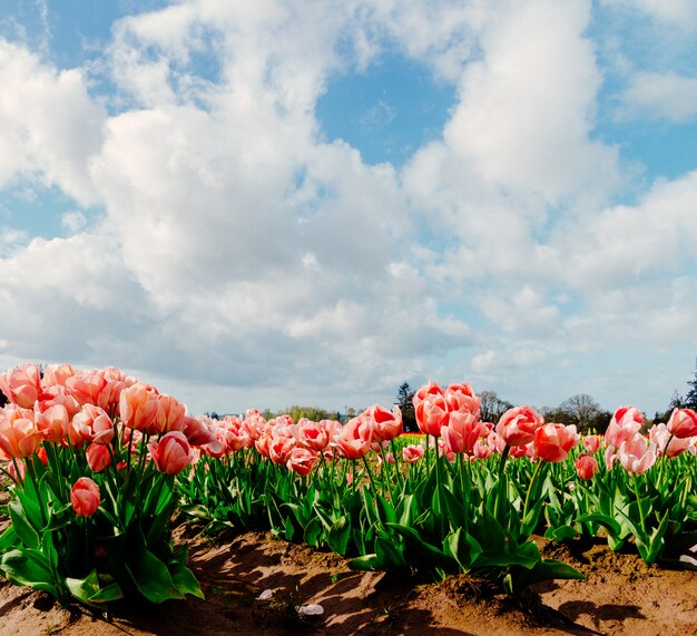 Primer plano de un hermoso campo de un campo de tulipanes de colores brillantes