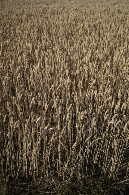 Primer plano de un hermoso campo de trigo y cultivos