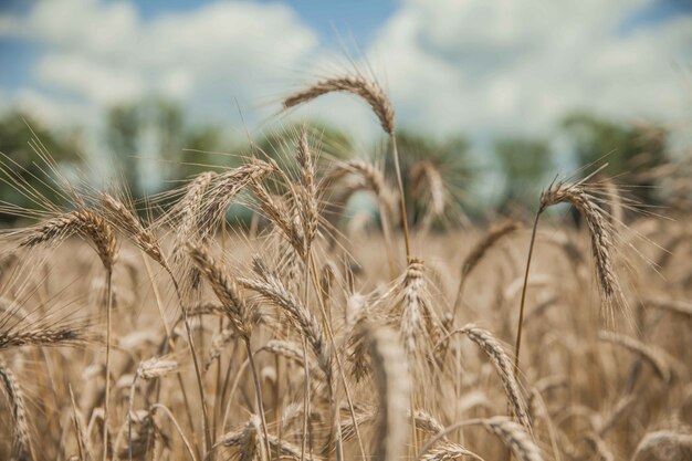 Primer plano de un hermoso campo de trigo