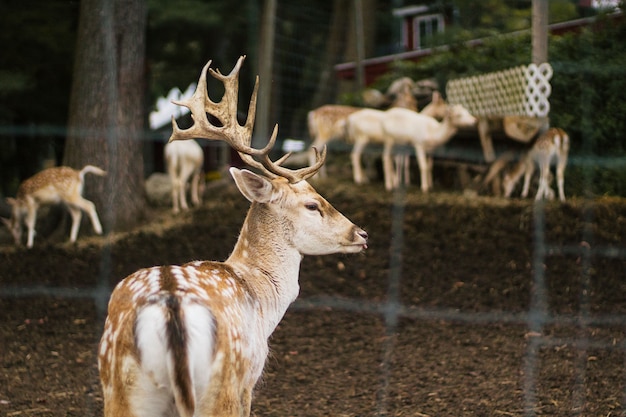 Foto gratuita primer plano de un hermoso ciervo en un parque de animales con ovejas y otros animales