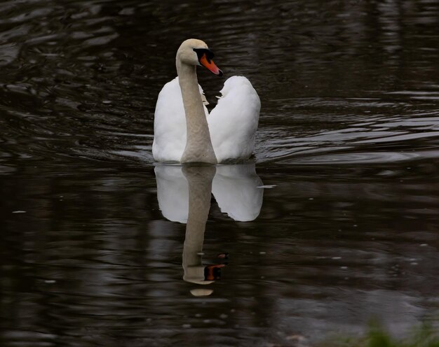 Primer plano de un hermoso cisne blanco nadando en un lago