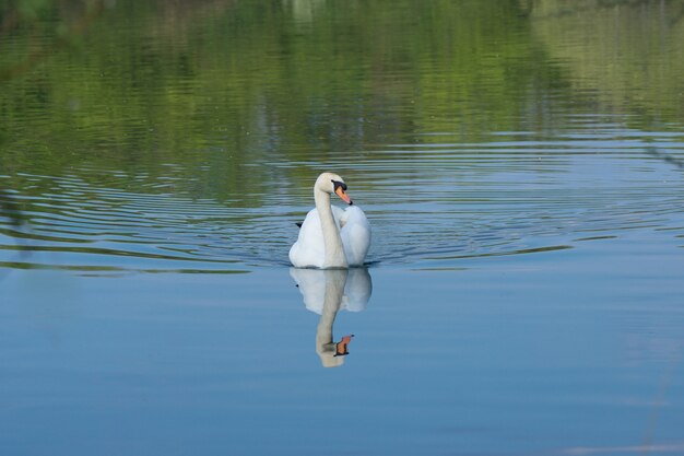 Primer plano de un hermoso cisne en un lago