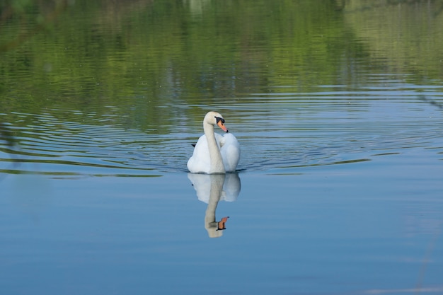 Primer plano de un hermoso cisne en un lago