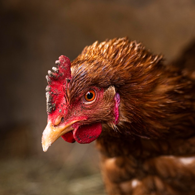 Foto gratuita primer plano hermoso estilo de vida de campo de pollo