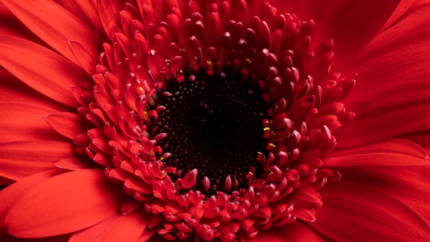 Primer plano, hermoso, flor roja