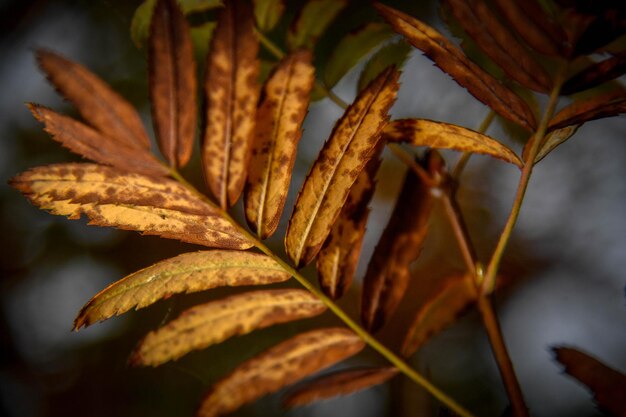 Primer plano del hermoso follaje de otoño