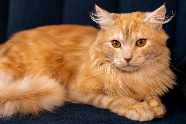 Primer plano de un hermoso gato mascota