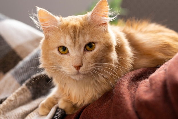 Primer plano de un hermoso gato mascota