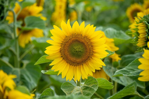 Primer plano de un hermoso girasol en un campo de girasoles