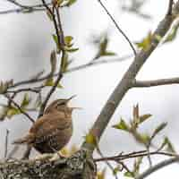 Foto gratuita primer plano de un hermoso gorrión sentado en la rama de un árbol