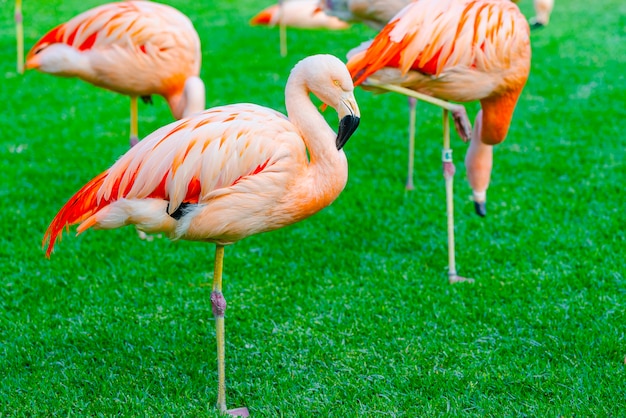 Primer plano de un hermoso grupo de flamencos durmiendo en el césped en el parque