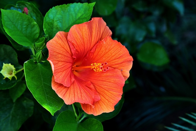 Primer plano de un hermoso hibisco hawaiano en Toscana y Elba en Italia