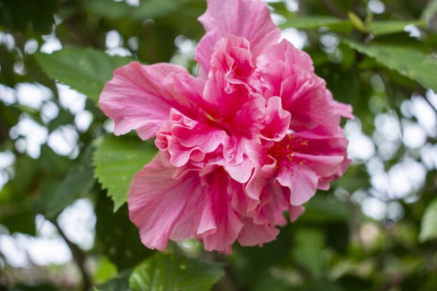 Primer plano de un hermoso hibisco rosa en plena floración