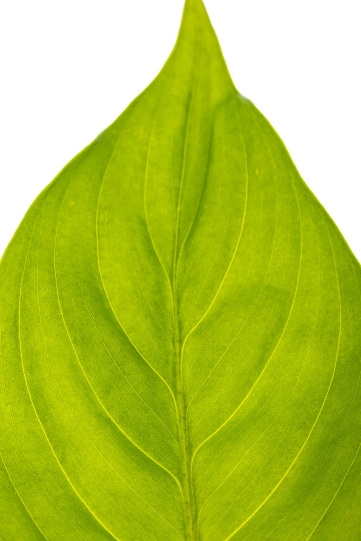 Foto gratuito primer plano, de, hermoso, hoja verde
