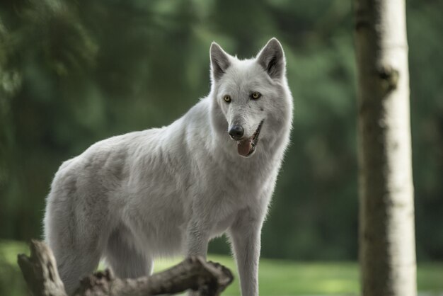 Primer plano de un hermoso lobo de tundra de Alaska con un bosque borroso en el fondo