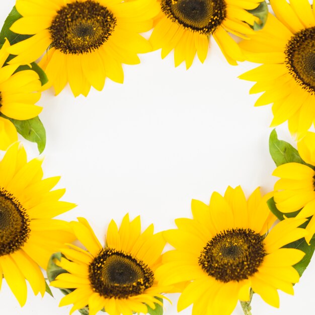 Primer plano del hermoso marco de girasoles amarillos sobre fondo blanco