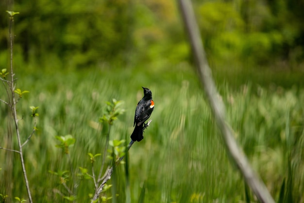Primer plano de un hermoso mirlo de alas rojas sentado en una rama con un fondo de hierba borrosa