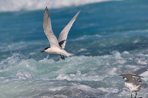 Primer plano de un hermoso pájaro blanco volando sobre el océano