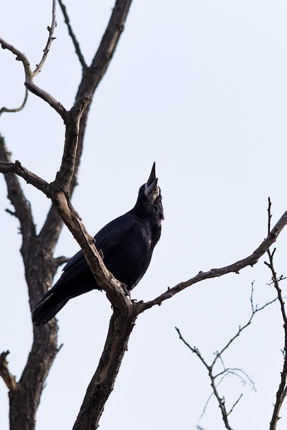 Foto gratuita primer plano de un hermoso pájaro cuervo graznando sentado en una rama de árbol desnudo con un fondo de cielo