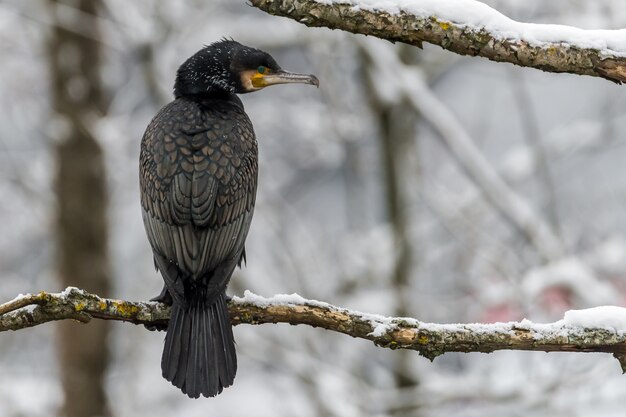 Primer plano de un hermoso pájaro negro sentado en la rama de un árbol cubierto de nieve