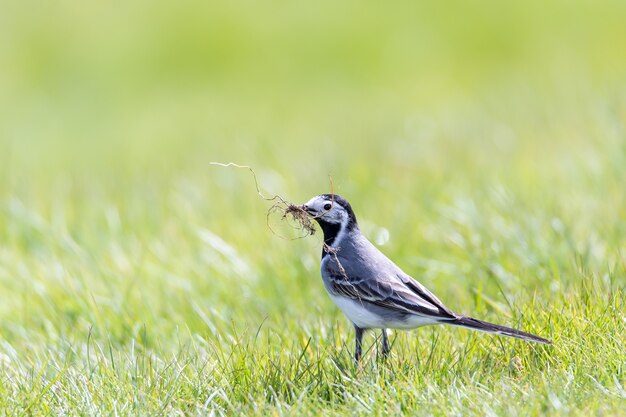 Primer plano de un hermoso pájaro pequeño de pie sobre la hierba verde con una rama en el pico