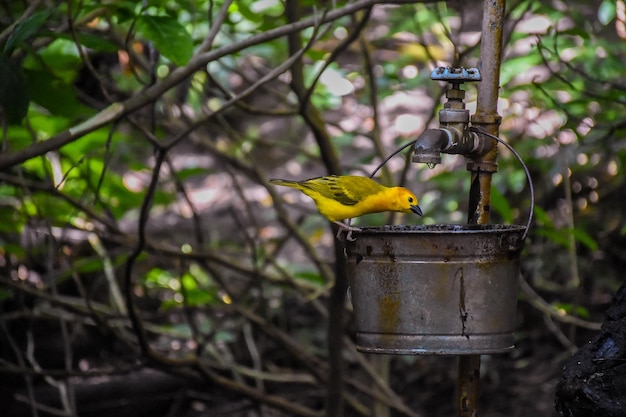 Primer plano de un hermoso pájaro pinzón azafrán bebiendo agua de un balde