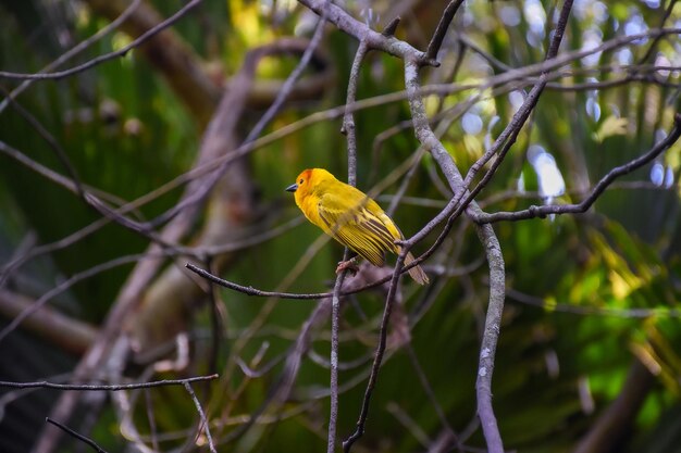 Primer plano de un hermoso pájaro pinzón azafrán posado en una rama de árbol