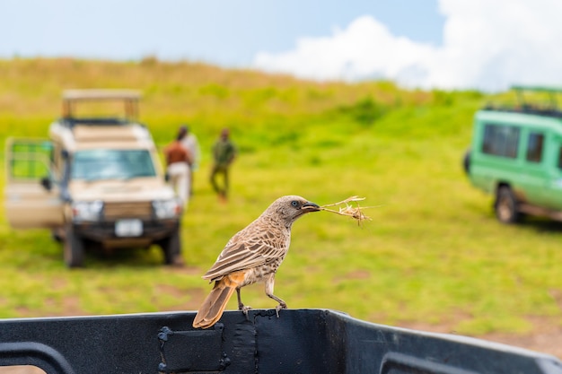 Foto gratuita primer plano de un hermoso pájaro sentado en una camioneta