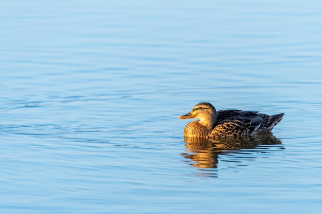 Primer plano de un hermoso pato nadando en el agua pura de un lago