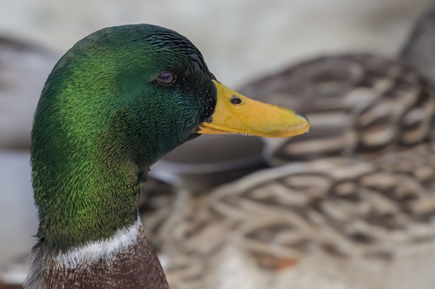 Foto gratuita primer plano de un hermoso pato