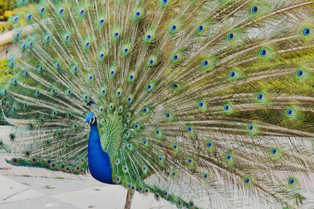 Primer plano de un hermoso pavo real azul con una hermosa cola abierta