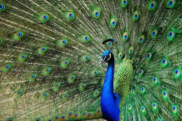 Foto gratuita primer plano hermoso de un pavo real con la cola abierta