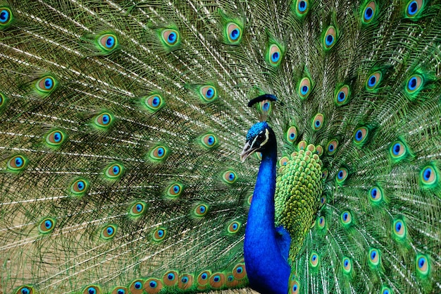 Primer plano hermoso de un pavo real con la cola abierta
