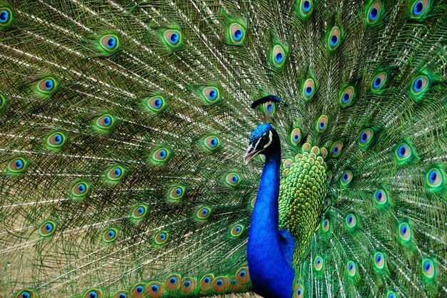 Primer plano hermoso de un pavo real con la cola abierta