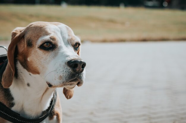 Primer plano de un hermoso perro doméstico sentado frente a un parque con una correa alrededor de su cuello