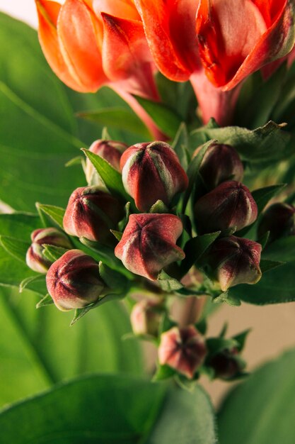 Primer plano de hermosos capullos de tulipán rojo
