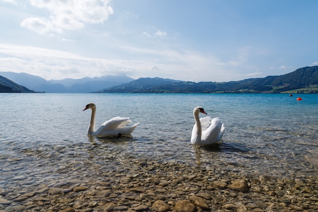 Primer plano de hermosos cisnes blancos en un lago en un día soleado