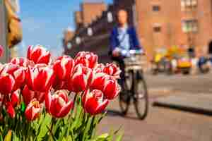 Foto gratuita primer plano de hermosos tulipanes rojos y blancos con una persona en bicicleta en el fondo