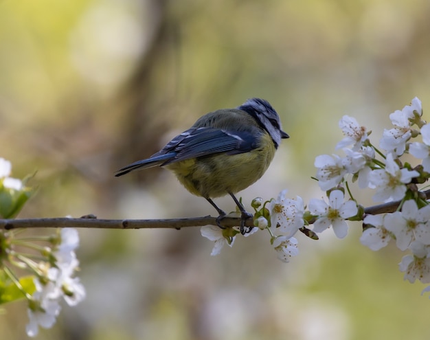 Primer plano de un herrerillo común euroasiático posado en la rama de un árbol con flores de cerezo