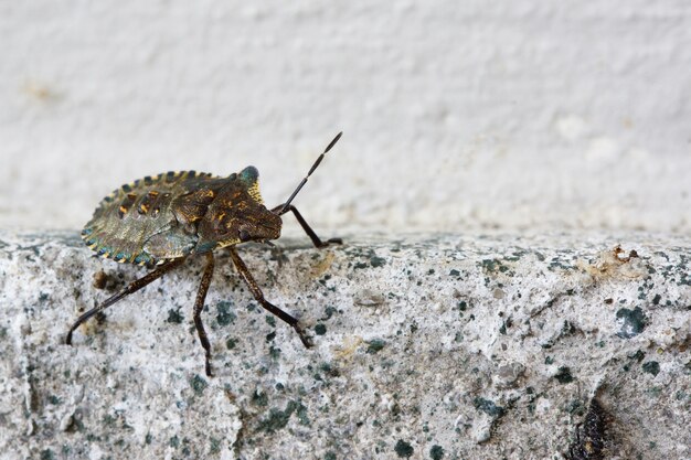 Primer plano de un Heteroptera en una pared.