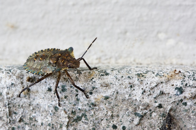 Primer plano de un Heteroptera en una pared.