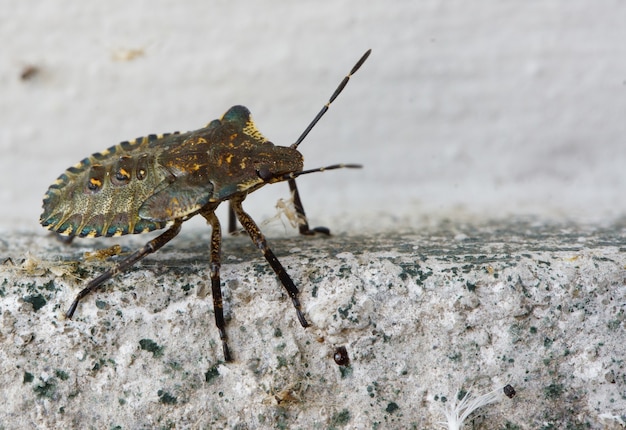 Primer plano de heteroptera