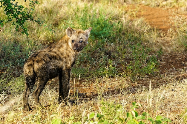 Primer plano de una hiena manchada mirando hacia atrás mientras camina en un campo durante el día